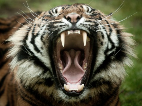 Roaring or toothless tigers?