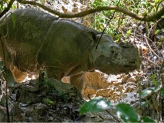 Every Sumatran rhino has died in Malaysia. Scientists want to bring them back with cloning technology